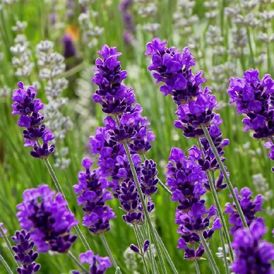 🪴 Yuk berkebun! , image 0