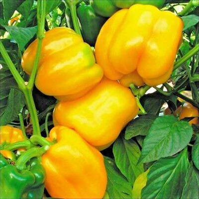 🪴 Yuk berkebun! , image 2