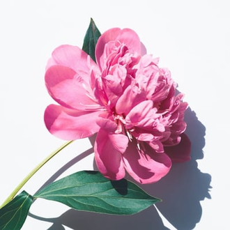 null profile image