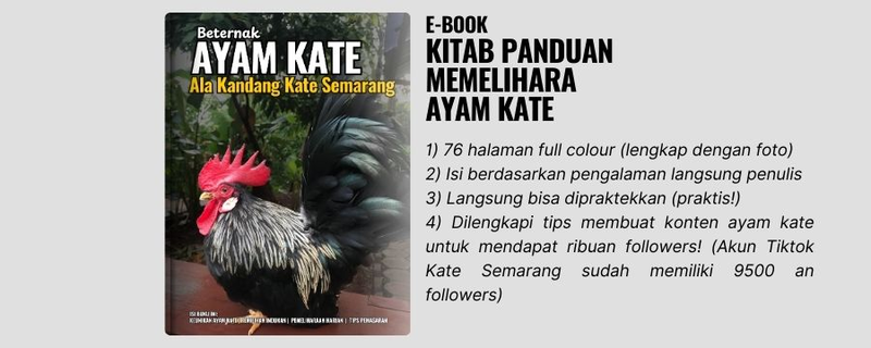 Highlight image 1 for (eBook) Beternak Ayam Kate ala Kandang Kate Semarang