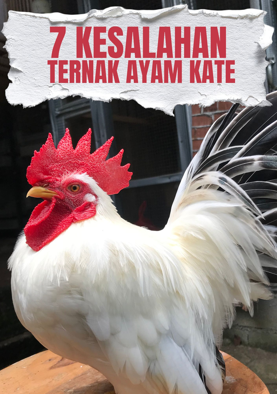Highlight image for (eBook GRATIS) 7 Kesalahan Ternak Ayam Kate