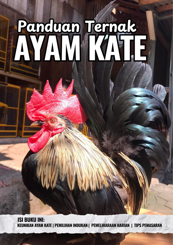 Highlight image for Panduan Ternak Ayam Kate
