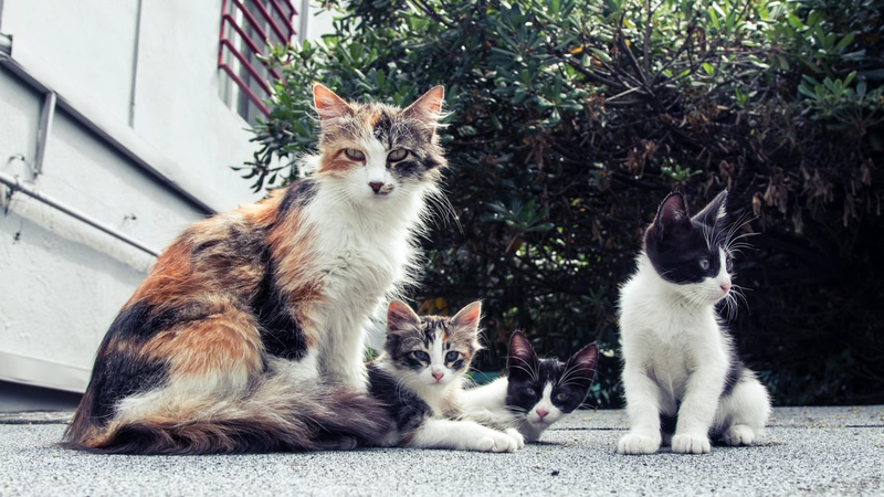 Highlight image for Menolong Kucing Jalanan