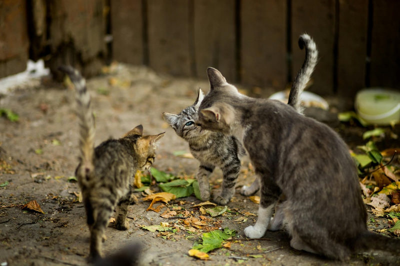 Highlight image for Menolong Kucing Jalanan