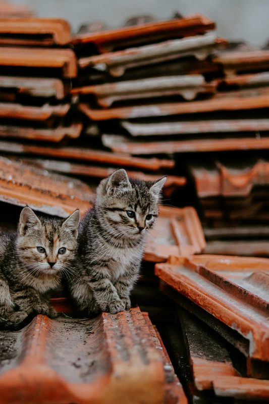 Highlight image for Menolong Kucing Jalanan