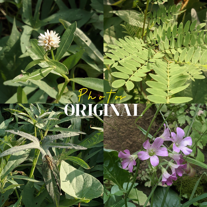 Highlight image for Preset lightroom green tone series