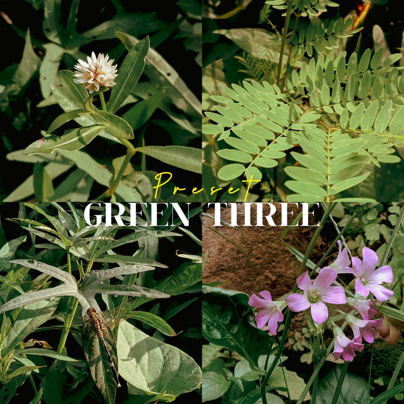 Highlight image for Preset lightroom green tone series