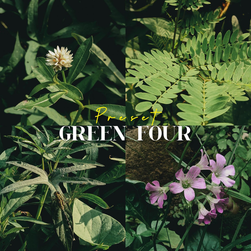 Highlight image for Preset lightroom green tone series