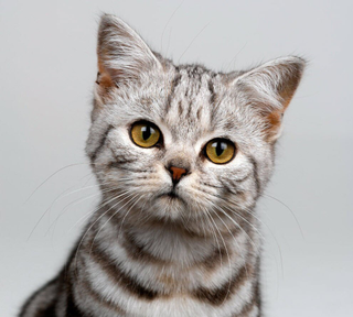 image for Sedekah Buat Kucing button