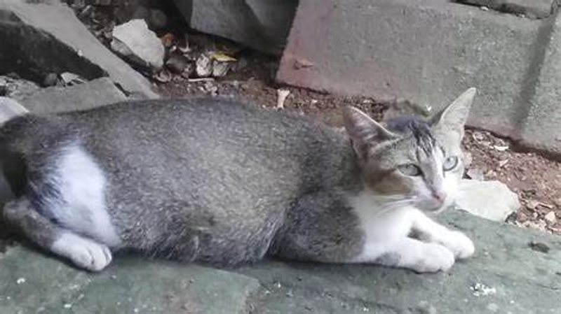 Highlight image for Sedekah Kucing
