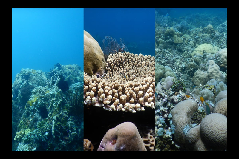 Fadillah Amalia profile background