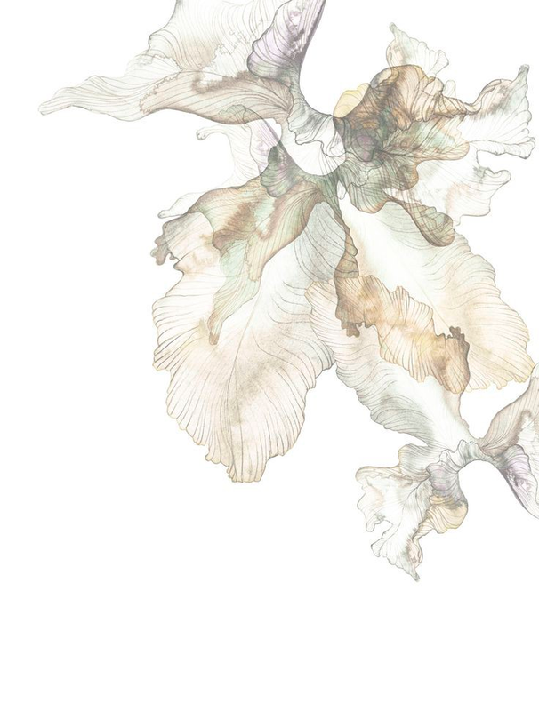 tiiarianty profile background
