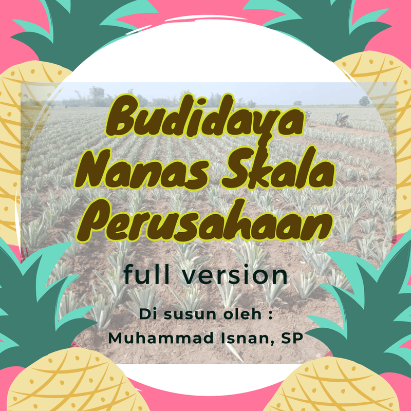 Highlight image for Full Version - Budidaya Nanas