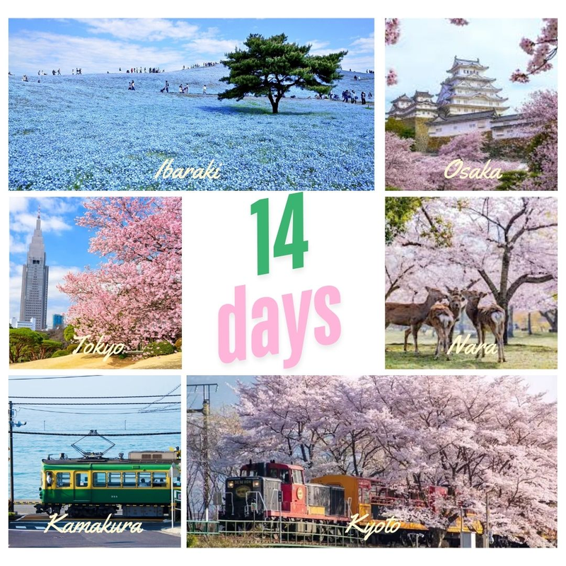 Highlight image 2 for Itinerary 14 Hari Jepang Musim Semi (Spring Season)