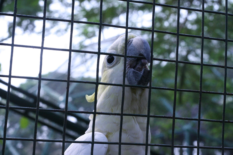 Highlight image for Burung Kakatua