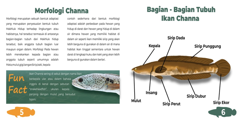 Highlight image for  E- Book - Channapedia (Ensiklopedia Ikan Channa) 