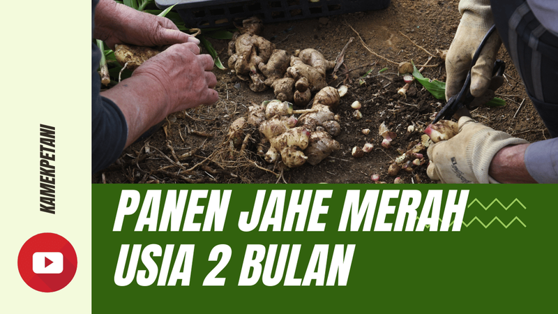 Highlight image for Cara Memanen Jahe Merah dalam Karung