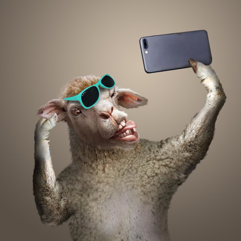 Highlight image for Domba Gen Z Hari Raya Idul Adha