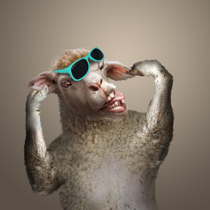 Highlight image for Domba Gen Z Hari Raya Idul Adha