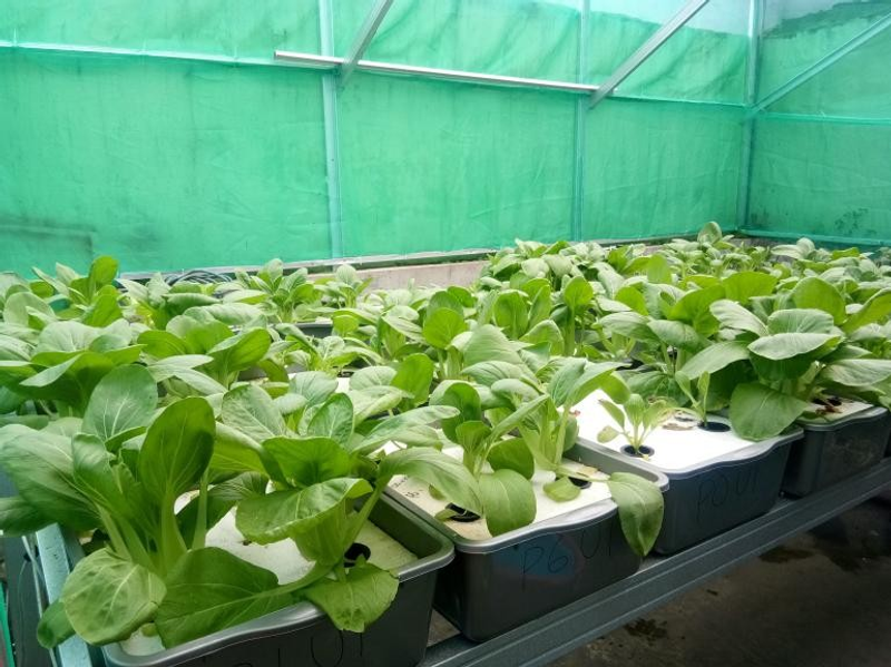 Hydroponic ID profile background