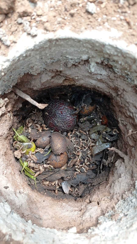 Highlight image 1 for Lubang Resapan Biopori: Teknologi Pengolahan Sampah Alami Untuk Pupuk Organik