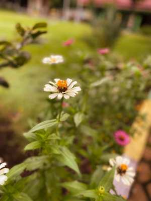 Captured bydev, image 2